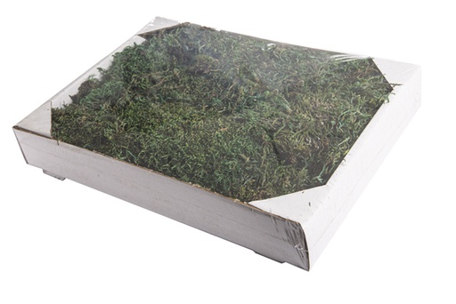 [120327] Tinted moss tray 200 gr.