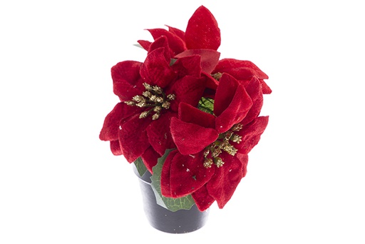 [121886] Pot with 3 Christmas poinsettias 10 cm