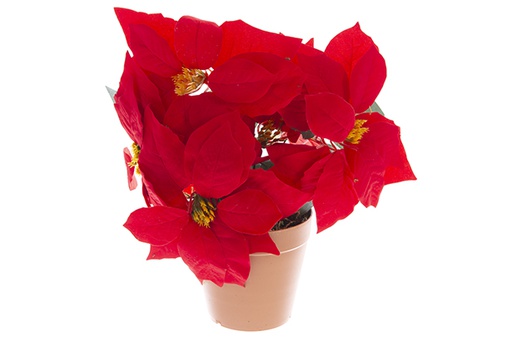 [121891] Pot with 5 Christmas poinsettias 33 cm