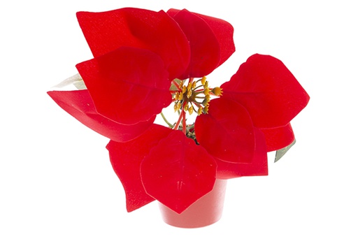 [121893] Pot avec poinsettias de Noël 15 cm