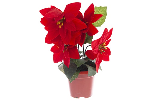 [121900] Pot with 5 Christmas poinsettias 25 cm