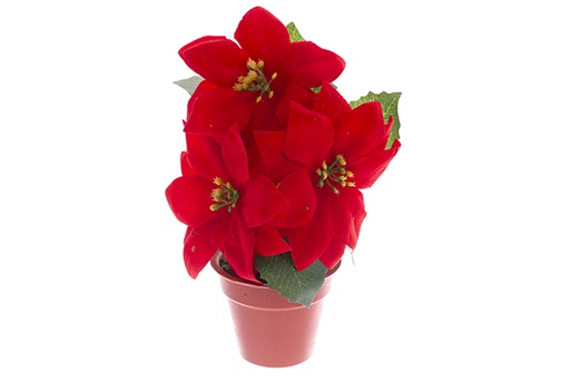 [121902] Pot with 3 Christmas poinsettias 20 cm